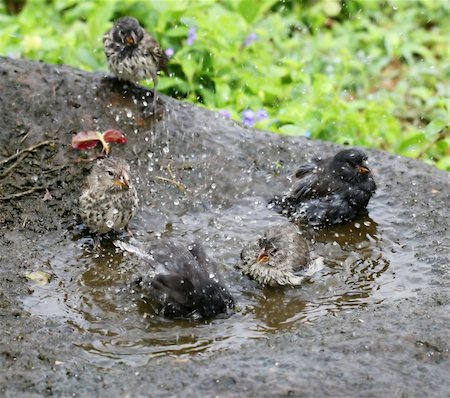 simsearch:400-05070496,k - Small birds playing in a refreshing bird bath Stock Photo - Budget Royalty-Free & Subscription, Code: 400-04987098