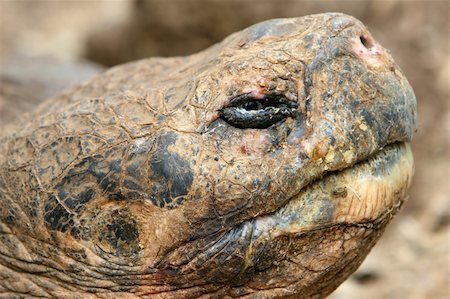 simsearch:859-07566261,k - Close up Giant Galapagos Tortoise - Head Shot; on Santa Cruz Island Photographie de stock - Aubaine LD & Abonnement, Code: 400-04987092