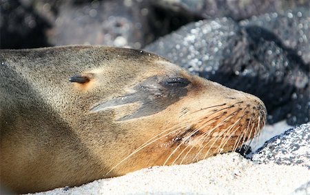 simsearch:400-04530984,k - This Sea Lion has a unique marking around his eye Stockbilder - Microstock & Abonnement, Bildnummer: 400-04987106