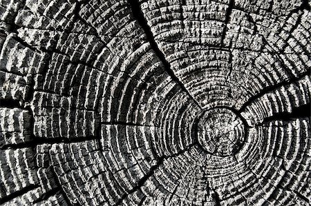 simsearch:845-04826665,k - Texture of an old wooden log Photographie de stock - Aubaine LD & Abonnement, Code: 400-04987255