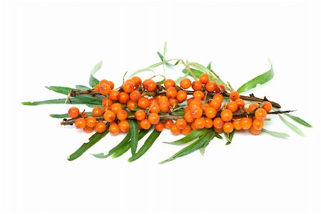 Sea buckthorn branch with berries isolated on the white background Stock Photo - Budget Royalty-Free & Subscription, Code: 400-04987301