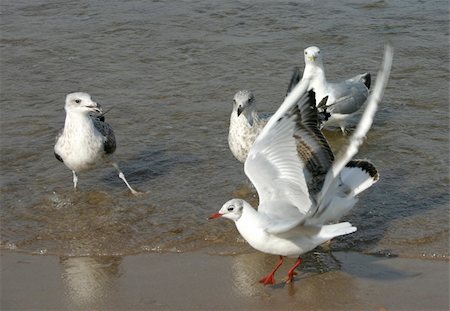 simsearch:700-01463867,k - seagulls Fotografie stock - Microstock e Abbonamento, Codice: 400-04987878