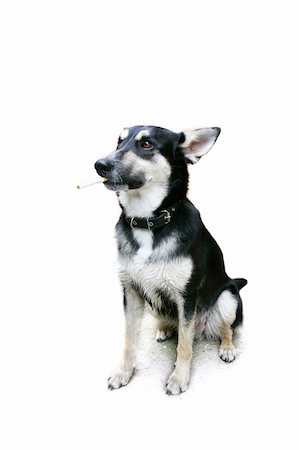 simsearch:400-06101353,k - smoking dog isolated over white Stock Photo - Budget Royalty-Free & Subscription, Code: 400-04987911
