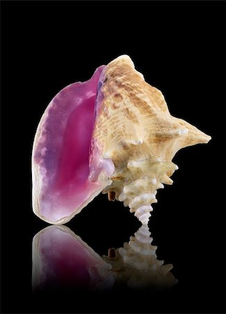 Sea shell with mirrored reflection against black background Stock Photo - Budget Royalty-Free & Subscription, Code: 400-04987987