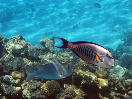 exotic underwater - Tropical fishes and coral reef in Red sea Stock Photo - Budget Royalty-Free & Subscription, Code: 400-04988101
