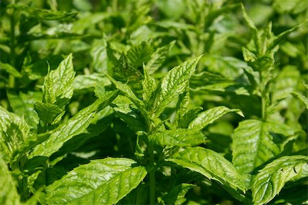 simsearch:400-06531157,k - Spearmint field with fresh green leaves Foto de stock - Royalty-Free Super Valor e Assinatura, Número: 400-04988284