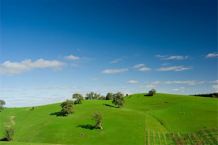 Gorgeous Field in the Adelaide Hills Foto de stock - Super Valor sin royalties y Suscripción, Código: 400-04988424
