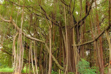 Tree with massive aerial roots from Thailand Stock Photo - Budget Royalty-Free & Subscription, Code: 400-04988456