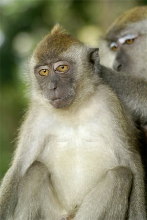 Long tailed macaques grooming each other Stockbilder - Microstock & Abonnement, Bildnummer: 400-04988488
