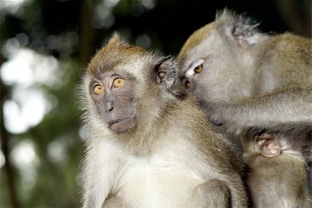 Long tailed macaque being groomed Stockbilder - Microstock & Abonnement, Bildnummer: 400-04988489