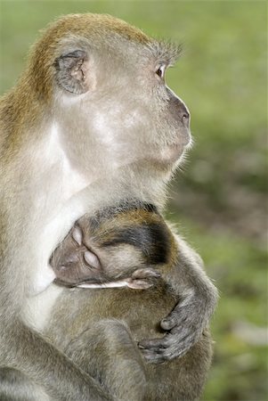 Baby macaque monkey with mother breastfeeding Photographie de stock - Aubaine LD & Abonnement, Code: 400-04988490