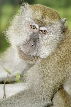 Old macaque monkey portrait Stockbilder - Microstock & Abonnement, Bildnummer: 400-04988491