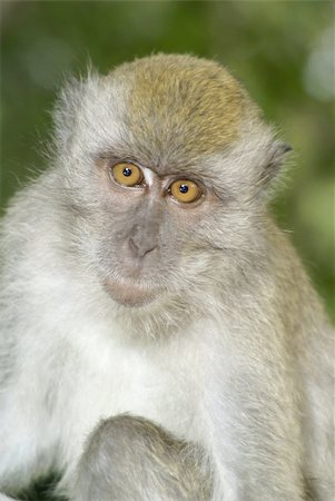 Young macaque monkey portrait Stockbilder - Microstock & Abonnement, Bildnummer: 400-04988492