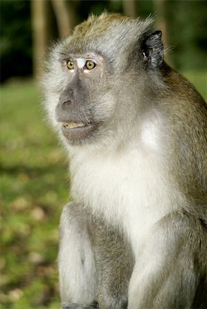 Adult male macaque monkey Stockbilder - Microstock & Abonnement, Bildnummer: 400-04988493