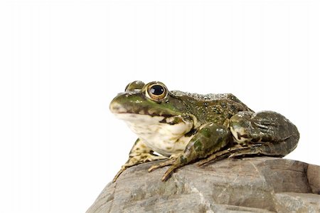 spotted frog - The marsh frog closely looking at the photographer. Stock Photo - Budget Royalty-Free & Subscription, Code: 400-04988826