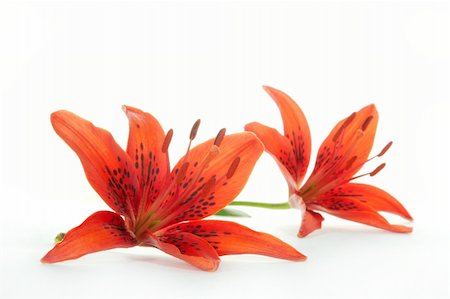simsearch:400-04836338,k - Red lily on a white background Photographie de stock - Aubaine LD & Abonnement, Code: 400-04988823