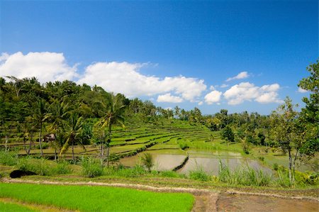 Green rice terraces on Bali island Stock Photo - Budget Royalty-Free & Subscription, Code: 400-04988862