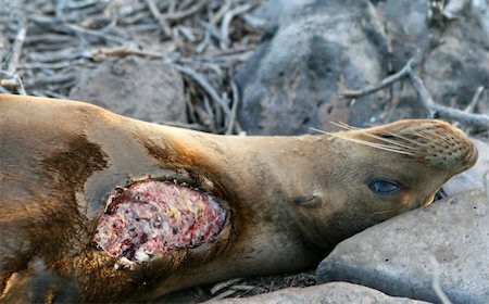 This Sea Lion has a shark bite which may prove fatal. Foto de stock - Super Valor sin royalties y Suscripción, Código: 400-04989045