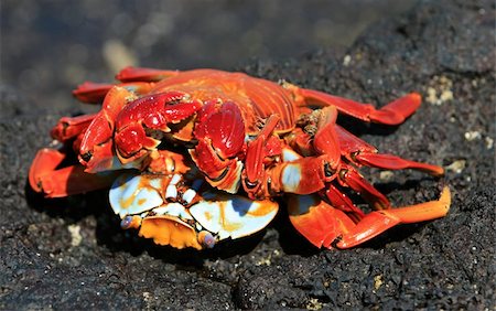 simsearch:400-04529279,k - Sally Light Foot Crabs Mating on volcanic rocks - Galapagos Islands Foto de stock - Royalty-Free Super Valor e Assinatura, Número: 400-04989048