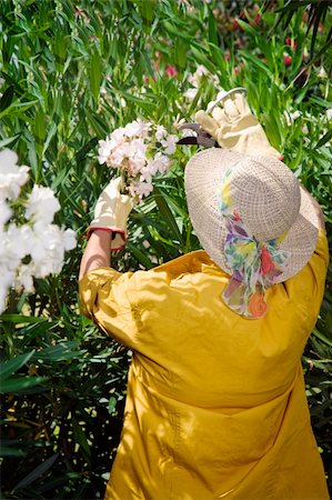 simsearch:400-04029831,k - Rear view of senior woman pruning flowers in garden Fotografie stock - Microstock e Abbonamento, Codice: 400-04989079