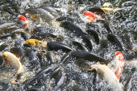 Plenty of hungry carp fish swimming in the pond (typical Chinese, Korean, Japanese park pond fish) Fotografie stock - Microstock e Abbonamento, Codice: 400-04989322