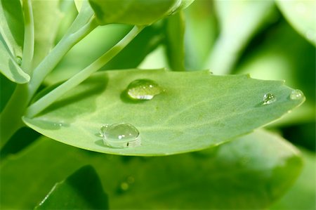 simsearch:400-04403996,k - natural waterdrop on green leaf macro Stock Photo - Budget Royalty-Free & Subscription, Code: 400-04989467