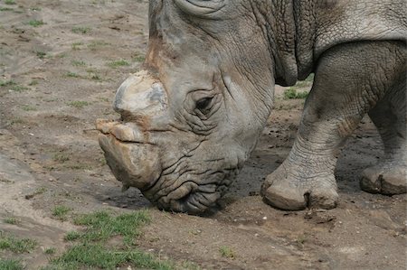 A white rhino feeding at a zoo. Stock Photo - Budget Royalty-Free & Subscription, Code: 400-04989541