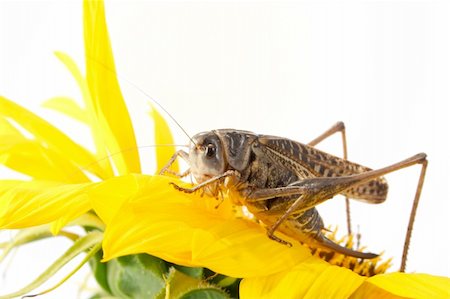 simsearch:400-04901085,k - Photographing of a large locust in studio conditions Fotografie stock - Microstock e Abbonamento, Codice: 400-04989677