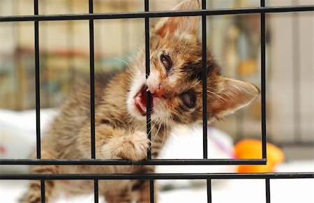 cataract rescue kitten wants to go out from her cage. be kind to all creatures. Stock Photo - Budget Royalty-Free & Subscription, Code: 400-04989698