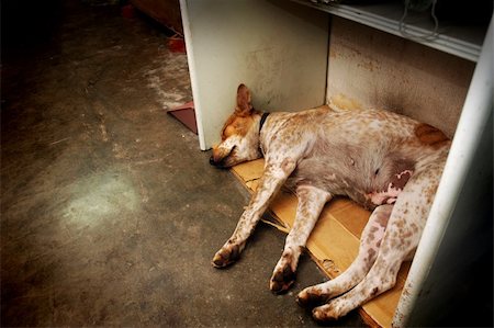 Abandon stray dog sleeping underneath cupboard at corridor Stock Photo - Budget Royalty-Free & Subscription, Code: 400-04989704