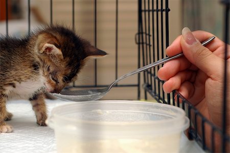 feeding kitten with milk in cage. Stock Photo - Budget Royalty-Free & Subscription, Code: 400-04989700