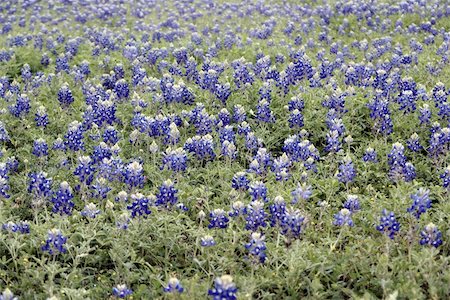 Spring is the time for Bluebonnets in Texas, sometimes the fields are covered with wildflowers. Photographie de stock - Aubaine LD & Abonnement, Code: 400-04989911