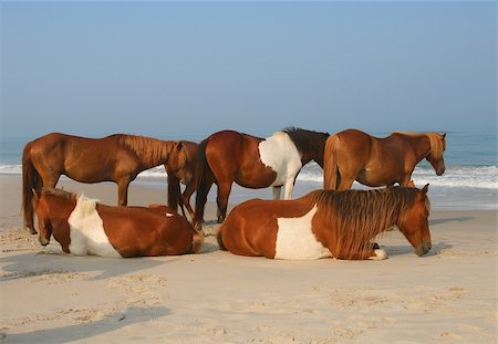 A few horses on the beach at Assateague Island Stock Photo - Budget Royalty-Free & Subscription, Code: 400-04989932