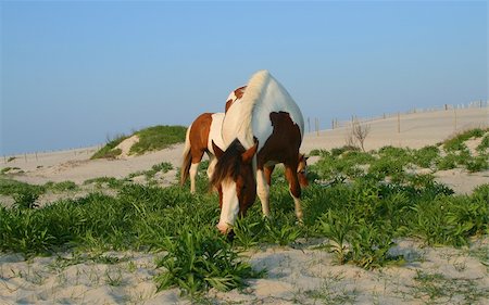 Horse walking by camp at Assateague Island Stock Photo - Budget Royalty-Free & Subscription, Code: 400-04989933