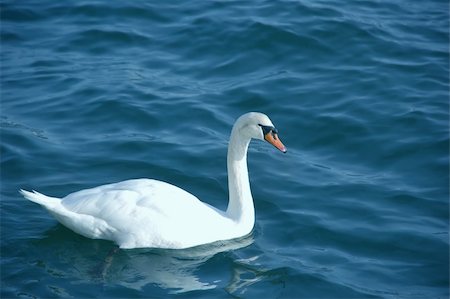 simsearch:400-04316483,k - a white swan alone in choppy waters Photographie de stock - Aubaine LD & Abonnement, Code: 400-04980042