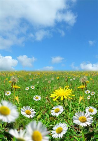 foot daisy - A beautiful green field. Stock Photo - Budget Royalty-Free & Subscription, Code: 400-04980198