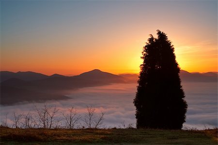 simsearch:400-03957512,k - The tree Above the fog Foto de stock - Super Valor sin royalties y Suscripción, Código: 400-04980292