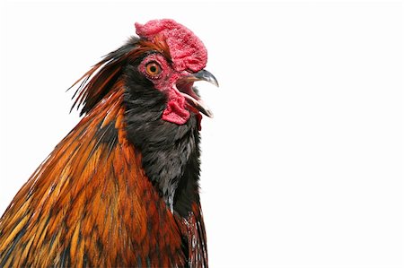 rooster crowing - closeup isolated over white, crop of full frame. Photographie de stock - Aubaine LD & Abonnement, Code: 400-04980804