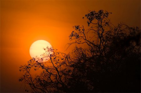 simsearch:400-05212006,k - Scenic sunrise close up scenery in silhouette. Foto de stock - Super Valor sin royalties y Suscripción, Código: 400-04980910