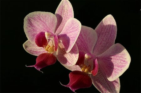 simsearch:400-04824672,k - two violet orchid phalaenopsis on black background Fotografie stock - Microstock e Abbonamento, Codice: 400-04981044