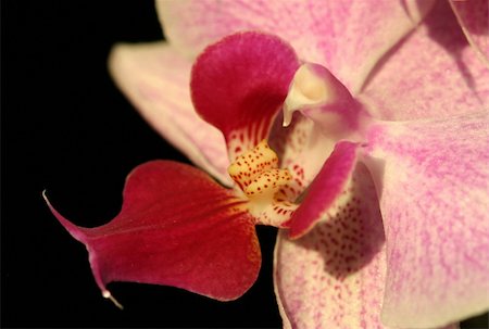 simsearch:400-04836338,k - violet orchid on black background Photographie de stock - Aubaine LD & Abonnement, Code: 400-04981045