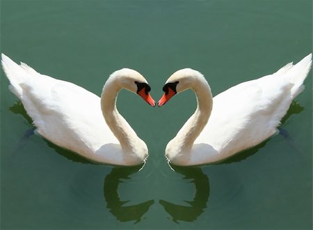 stelianion (artist) - couple of swans fall in love - love symbol concept Photographie de stock - Aubaine LD & Abonnement, Code: 400-04981113