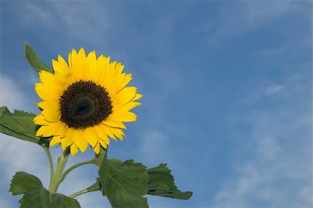 simsearch:400-06950874,k - sunflower with leaves against blue cloudy background Photographie de stock - Aubaine LD & Abonnement, Code: 400-04981197