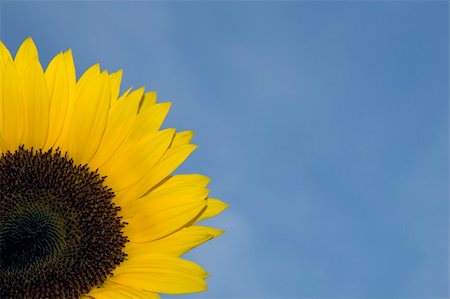 simsearch:400-06950874,k - close-up of sunflower against blue sky Photographie de stock - Aubaine LD & Abonnement, Code: 400-04981198
