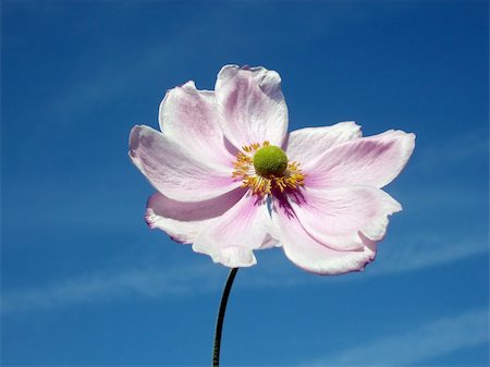 simsearch:400-04569116,k - A image of a Japanese Anemone flower with a sky background. Photographie de stock - Aubaine LD & Abonnement, Code: 400-04981250