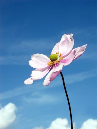 simsearch:400-04569116,k - A image of a Japanese Anemone flower with a sky background. Photographie de stock - Aubaine LD & Abonnement, Code: 400-04981252