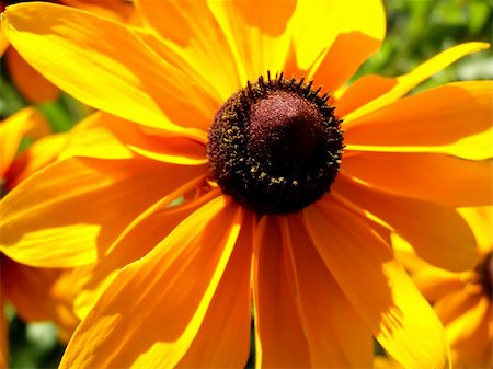 simsearch:400-04569116,k - A image of a daisy flower close up. Photographie de stock - Aubaine LD & Abonnement, Code: 400-04981349