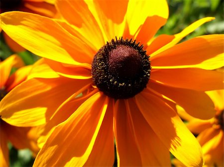 simsearch:400-04569116,k - A image of a daisy flower close up. Photographie de stock - Aubaine LD & Abonnement, Code: 400-04981350