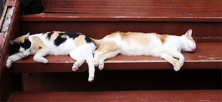 Two cats sleeping side by side Stock Photo - Budget Royalty-Free & Subscription, Code: 400-04981729