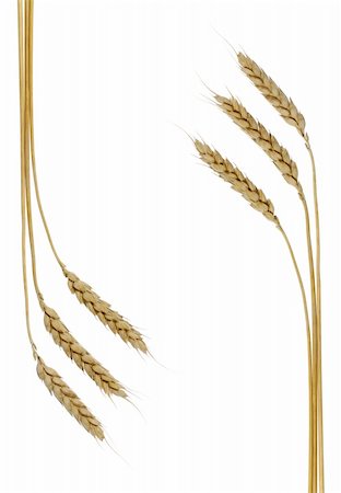 simsearch:400-04736849,k - Wheat. A ripe agriculture isolated on a white background Stock Photo - Budget Royalty-Free & Subscription, Code: 400-04981891